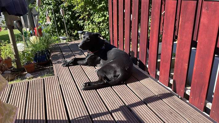 Hundetreffen-Robuster Spielkamerad gesucht (Neukatzwang Kanal)-Bild