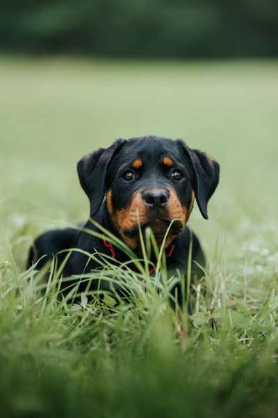 Hundetreffen-Gassirunde und spiel nach Absprache-Bild