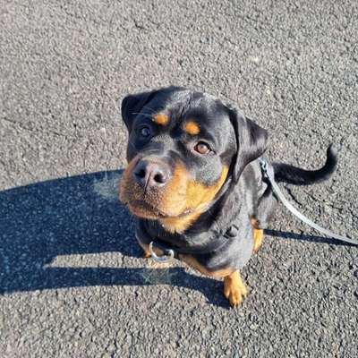 Hundetreffen-Gassirunde und spiel nach Absprache-Bild