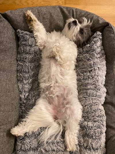 Dogorama Photo Challenge - Zeigt her eure Bäuche-Beitrag-Bild