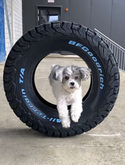 Foto Challenge Nr. 137 - Lass die Ohren fliegen-Beitrag-Bild