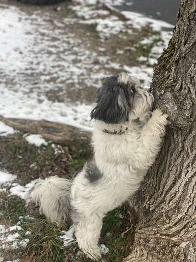 Handy Foto Challenge Nr. 49: Mein Freund der Baum-Beitrag-Bild