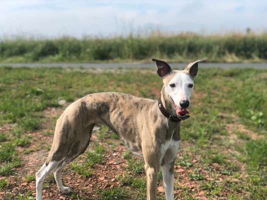 Windhunde - Treffen der besonderen Schönheiten
HERZLICH WILLKOMMEN-Beitrag-Bild