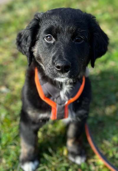 Mischlinge raten - Rätselspaß-Beitrag-Bild