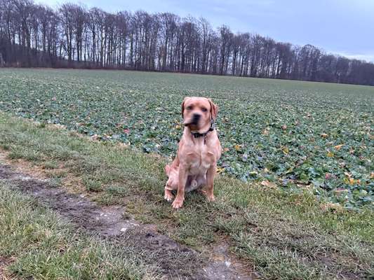 Hundetreffen-Gassirunde-Bild