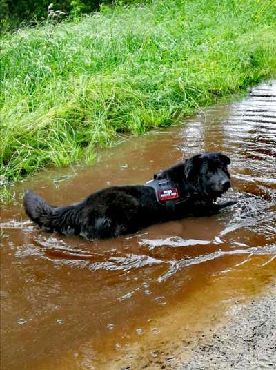 Die Dogorama Wochen Challenge "Spaziergang im Regen"-Beitrag-Bild