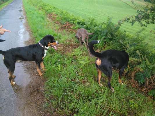 Hundetreffen-Hunde-Gruppe für gemeinsames toben und spielen gesucht Nähe Much und Umgebung-Bild