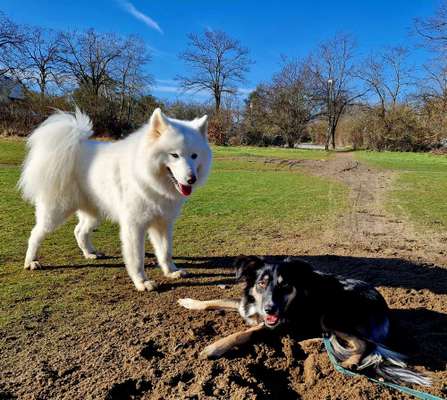 Hundeauslaufgebiet-Rot-weiss-Gelände-Bild