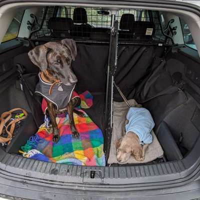 Neues Auto für Familie (4) mit Golden Retriever-Beitrag-Bild