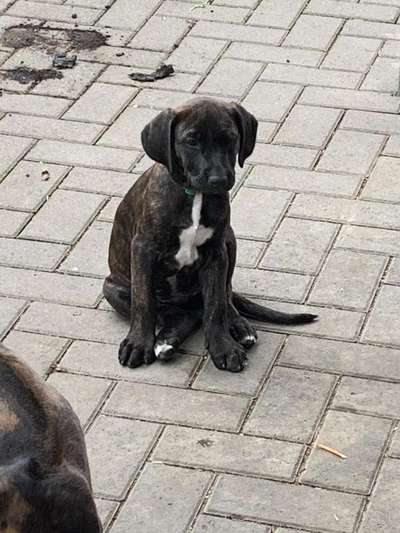 Rhodesian Ridgeback-Beitrag-Bild