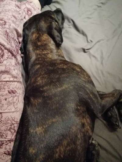 Gemeinsames Kuscheln im Bett!-Beitrag-Bild