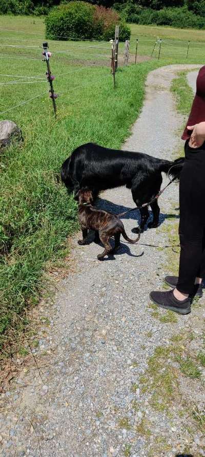 Rhodesian Ridgeback-Beitrag-Bild