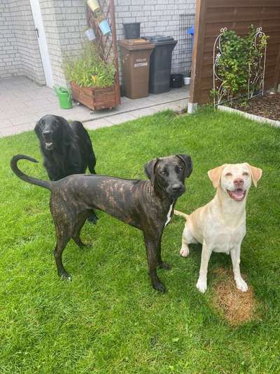 Seltene Rassen!-Beitrag-Bild