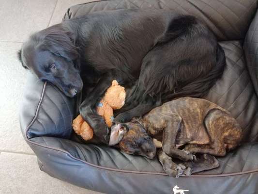 Rhodesian Ridgeback-Beitrag-Bild