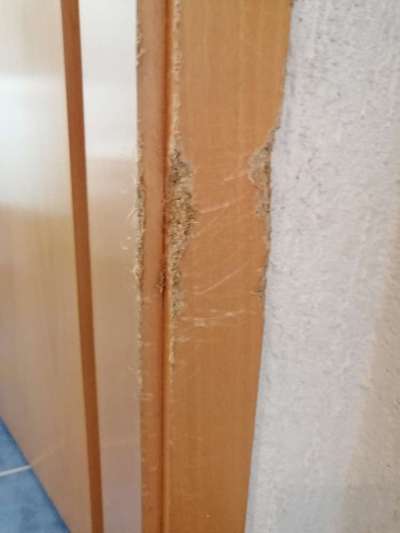 Wir müssen über tierschutzwidriges Hundezubehör reden!-Beitrag-Bild