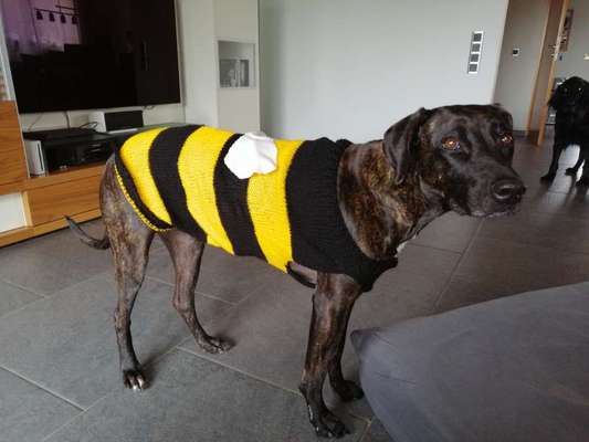 33. Handy Foto Challenge - Verkleidung deines Hundes-Beitrag-Bild