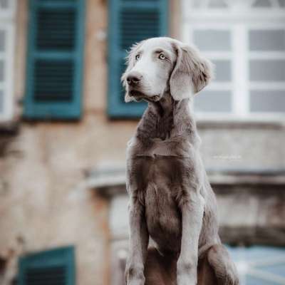 Weimaraner-Beitrag-Bild