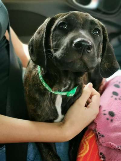 Rhodesian Ridgeback-Beitrag-Bild