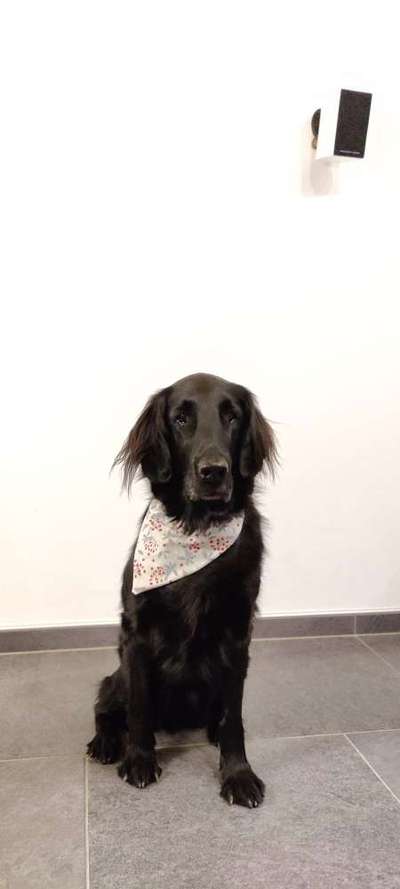 Flat Coated Retriever-Beitrag-Bild