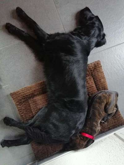 Ersthund akzeptiert unseren Welpen nicht-Beitrag-Bild