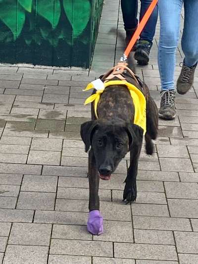 Rhodesian Ridgeback-Beitrag-Bild