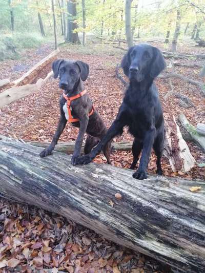 Flat Coated Retriever-Beitrag-Bild