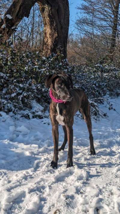 Warum müssen Mischlinge jetzt so klangvolle "Rassebezeichnungen" haben?-Beitrag-Bild