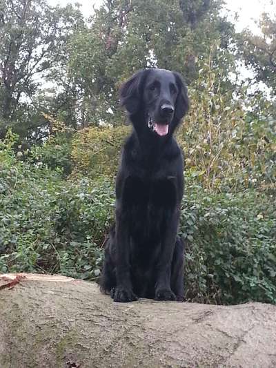 Flat Coated Retriever-Beitrag-Bild