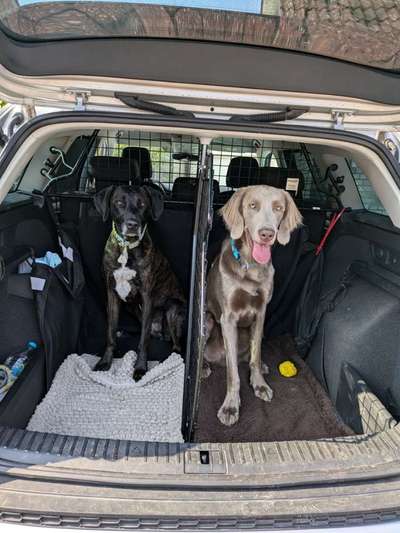 Neues Auto für Familie (4) mit Golden Retriever-Beitrag-Bild