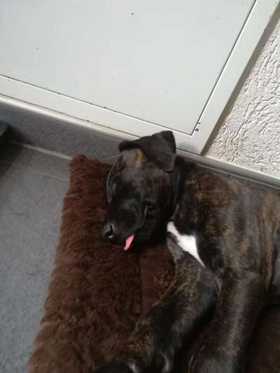 Fotochallenge Nr. 59 - Mein Hund zeigt die Zunge-Beitrag-Bild