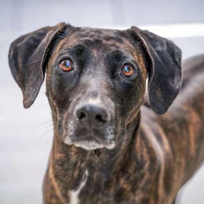 Warum müssen Mischlinge jetzt so klangvolle "Rassebezeichnungen" haben?-Beitrag-Bild