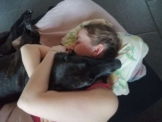 Rhodesian Ridgeback-Beitrag-Bild