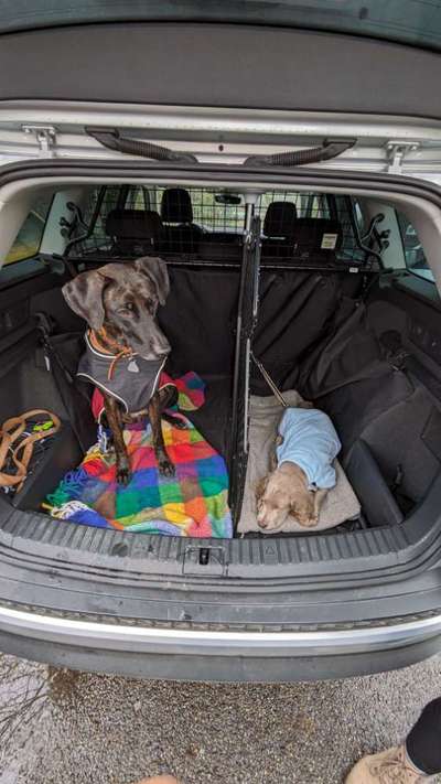 Hundebox Renault Megane Kombi-Beitrag-Bild