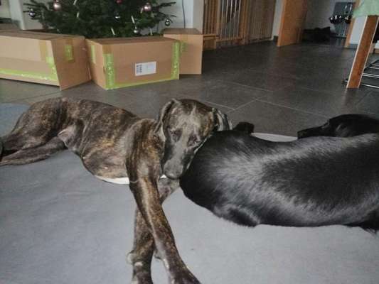 Ersthund akzeptiert unseren Welpen nicht-Beitrag-Bild