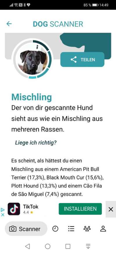 Rhodesian Ridgeback-Beitrag-Bild