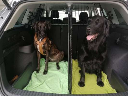 Hundetransport-Beitrag-Bild