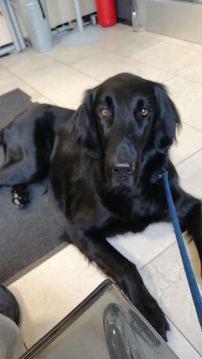 Flat Coated Retriever-Beitrag-Bild