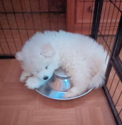 Welpen Bilder !-Beitrag-Bild