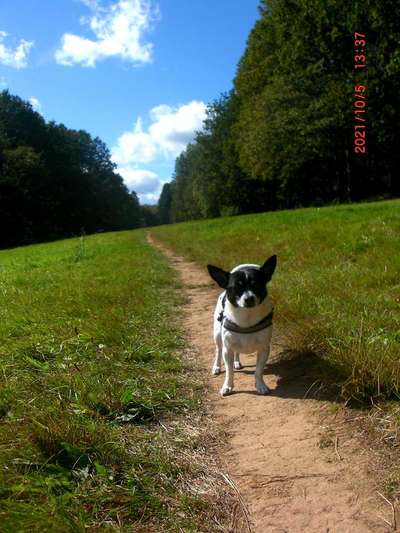 Hundeauslaufgebiet-Furpacher Weiher-Bild