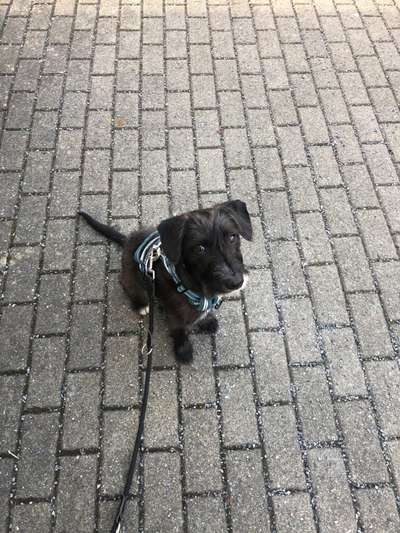 Hey Liebe Doggo Community, Wir würden gern Wissen ob es noch welche gibt die wie Luna sind.-Beitrag-Bild