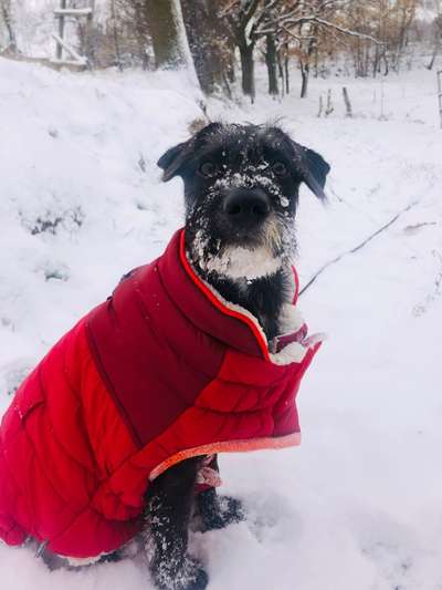 Foto Challenge Nr.: 114
Hunde im Schnee-Beitrag-Bild