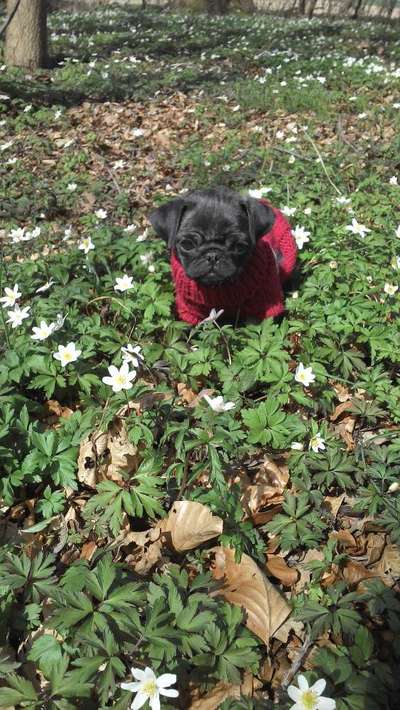 Fotochallange 63: "Dein blühendes Hündchen"-Beitrag-Bild