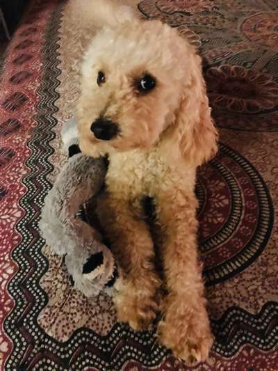 Dogorama Photo Challenge - Hundeblick zum hinschmelzen-Beitrag-Bild