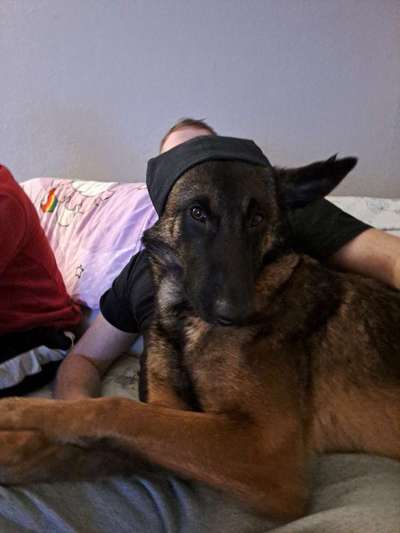 Hundetreffen-Zum Gassi gehen und spielen-Bild