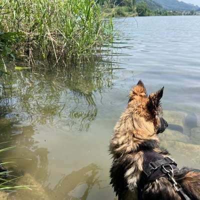 Hundetreffen-Spazieren Region Türlersee-Bild