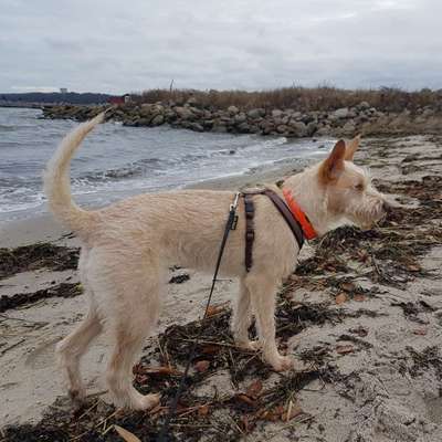 Hundetreffen-Treffen in Flensburg, Sandberg-Profilbild