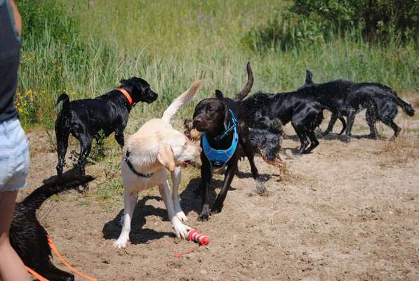 Fotowettbewerb : Hundekommunikation-Beitrag-Bild