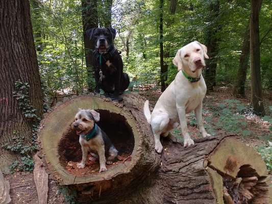 Foto -Challenge  Thema : Dein Hund Im Wald-Beitrag-Bild