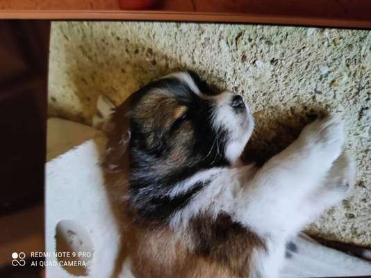 Als Welpen sind sie alle noch süßer-Beitrag-Bild