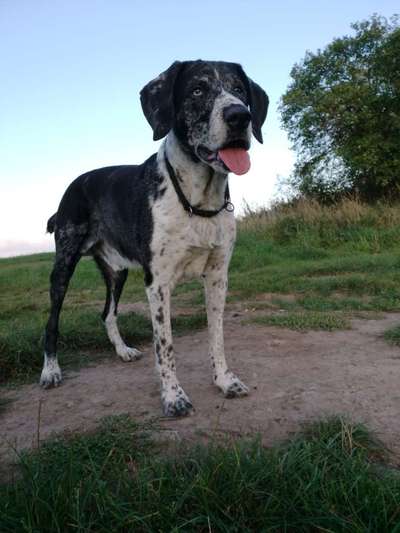 Mischlinge raten - Rätselspaß-Beitrag-Bild